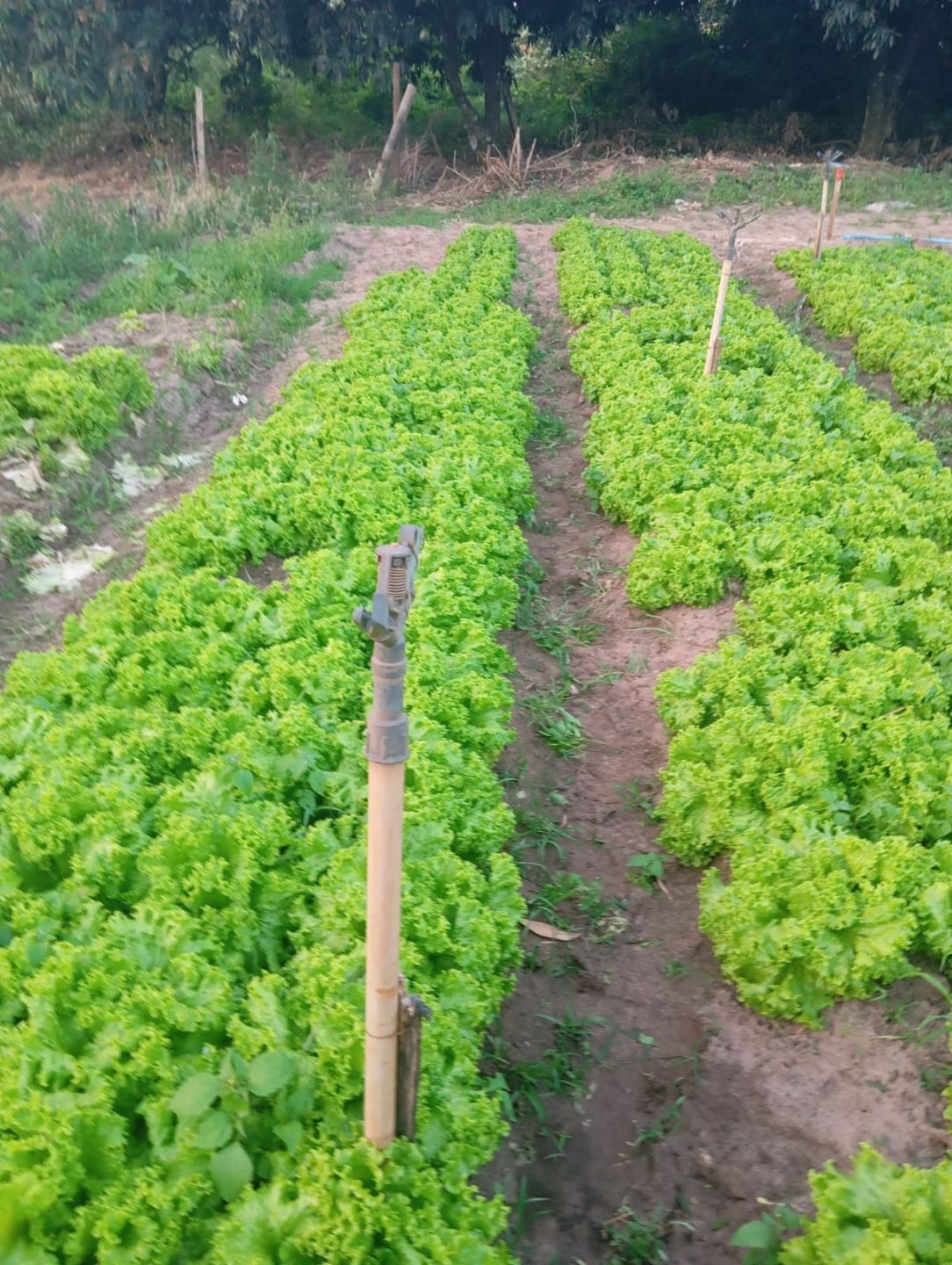 Propriedade parceira, cultivo em canteiros